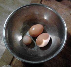 Here you can see the world's smallest chicken egg!!