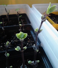 Here are cuttings of Honeyberries, gooseberries, and currants - all growing roots!