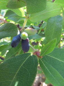 Haskap Berries from our Garden!!