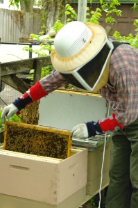 Here I am installing a frame of bees!