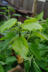 This is a grafted Giragaldi, dwarf mulberry.  Mulberry trees show up like weeds around here, and are hard to get rid of.  So instead, I turned the problem into the solution and tracked down a dwarfing variety, that has big, tastey berries.  Hopefully it survives the winter!