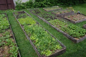 These are some of our raised bed gardens.  These are our workhorses as far as our CSA shares go.  It is amazing as to how much food can be grown in intensively managed beds.  Radishes, salad mix, spinach and peas havbe already been harvested with great zeal!!