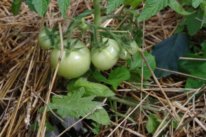 I do not think I have ever had this nice of tomatos on the vine, this early in the season!  Homemade salsa here I come!!
