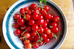 A bowl full of Meteor Cherries!  They were delectable in homemade muffins for breakfast!