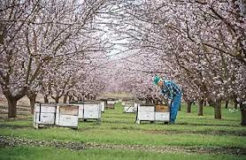 Bee hives in an almond orchard.