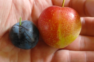 Our first ever plums!  On the left is a Mount Royal, and the other is Superior, both off of Plumsy, our !FrankenPlum!