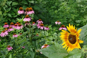 Purple cone flowers and sunflowers in our back garden.  Both are great pollen sources for pollinators and also add beauty to our landscapes.