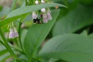 A bumblebee on a comfrey flower.