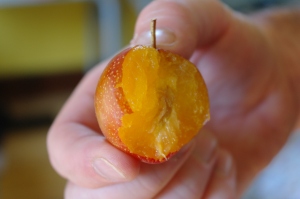 This is a shot of the Superior plum. It was the best plum I have ever had, and I can not wait to have a whole tree filled with these little orbs of bliss sometime in the future!