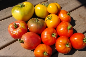 These were harvested as I wrote this essay.  There is a mix of Big Ivory, Black From Tula, Hungarian Oxheart, and two Russian heirlooms that I have lost the name on.  All of them are great eating!