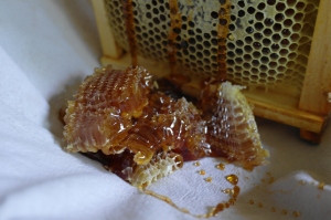 My futue looks sweet!  We took one frame of honey this year from our strongest hive.  It is a dark, sweet honey, most likely foraged from local goldenrod.