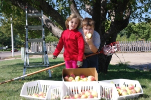 Here are my two helpers.  We spent a morning picking apples off of a tree that we found a few years ago on a public boulevard.  The apples are almost perfect, and nearly blemish free.  They are large, slightly sweet and great fresh eating! 