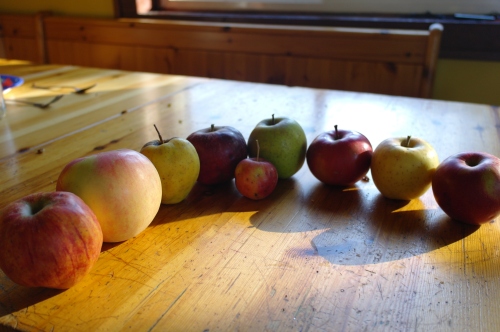 Here are the apples - L-R - Rubinette, Baker's Square, Golden Delicious, Steele Red, Wickson, Goldrush, Library, Honey Gold, Haralson 