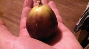 A true Minnesota grown fig!