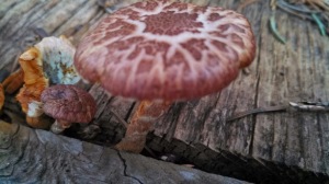 This maybe a psychedelic mushroom growing off of an old wooden shelf by my chicken coop....