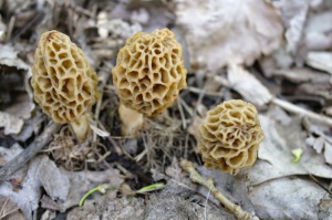 Morels, growing out of the forest floor