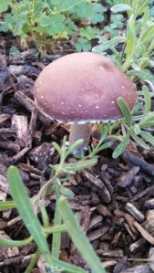 This is a King Stropharia, or also known as a wine cap.  This mushroom was intentionally "planted" in these wood chips and is highly edible. 